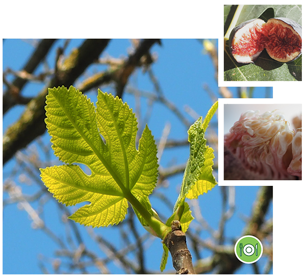 figuier-plantes-cultivees-sentier-botanic-fleurs-gard-ales-st-hilaire
