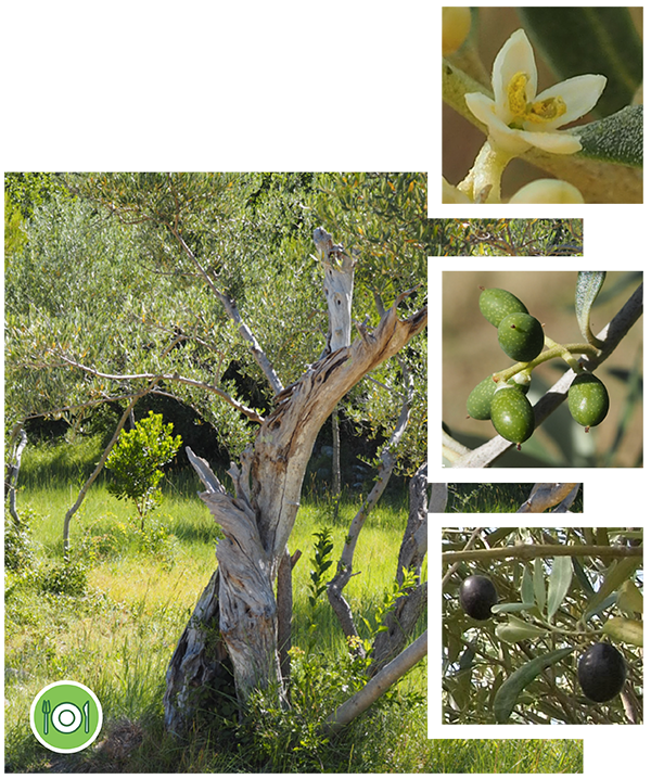 olivier-plantes-cultivees-sentier-botanic-fleurs-gard-ales-st-hilaire