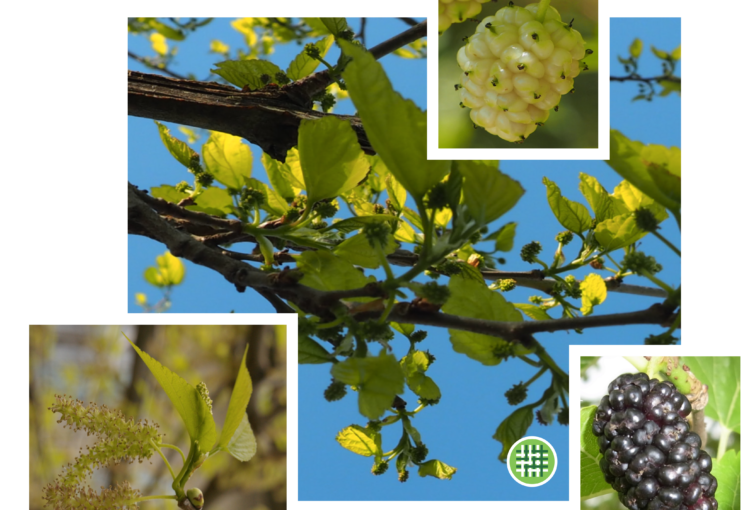 plantes-cultivees-sentier-botanic-fleurs-gard-ales-st-hilaire