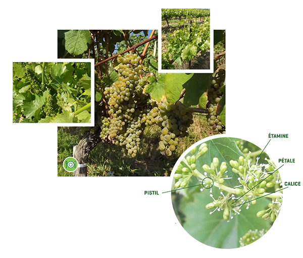 vignes-plantes-cultivees-sentier-botanic-fleurs-gard-ales-st-hilaire