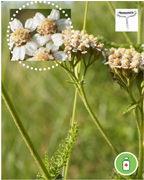 achillee-millefeuillemontagne-nature-randonnee-sentier-pedestre