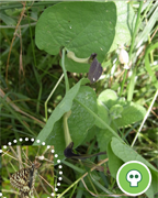 aristoloche-feuille-ronde-vigne-plantes-cultivees-sentier-botanic-fleurs-gard-ales-st-hilaire