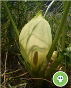 arum-italie-vigne-plantes-cultivees-sentier-botanic-fleurs-gard-ales-st-hilaire