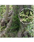 asperge-vigne-plantes-cultivees-sentier-botanic-fleurs-gard-ales-st-hilaire