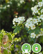 aubepine-style-vigne-plantes-cultivees-sentier-botanic-fleurs-gard-ales-st-hilaire