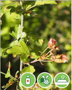 aubepine-style-vigne-plantes-cultivees-sentier-botanic-fleurs-gard-ales-st-hilaire