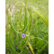 bec-de-grue-shb-plantes-cultivees-sentier-botanic-fleurs-gard-ales-st-hilaire