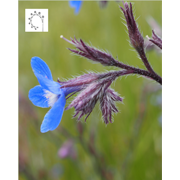 buclosee-italie-shb-plantes-cultivees-sentier-botanic-fleurs-gard-ales-st-hilaire