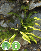 capillaire-sentier-botanique-cevennes-fleurs-plantes-arbres-ales-nimes