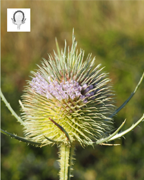 cardere-sauvage-shb-plantes-cultivees-sentier-botanic-fleurs-gard-ales-st-hilaire