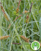 carex-vigne-plantes-cultivees-sentier-botanic-fleurs-gard-ales-st-hilaire