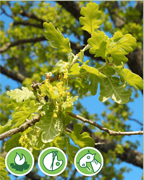 chene-blanc-vigne-plantes-cultivees-sentier-botanic-fleurs-gard-ales-st-hilaire