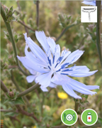 chivoree-sauvage-shb-plantes-cultivees-sentier-botanic-fleurs-gard-ales-st-hilaire