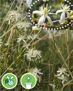 clematite-haies-sentier-botanique-cevennes-fleurs-plantes-arbres-ales-nimes