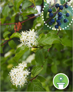 cornouiller-sanguin-vigne-plantes-cultivees-sentier-botanic-fleurs-gard-ales-st-hilaire