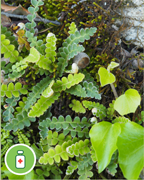 doradille-herbe-doree-sentier-botanique-cevennes-fleurs-plantes-arbres-ales-nimes
