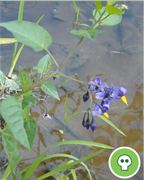 douce-amere-vigne-plantes-cultivees-sentier-botanic-fleurs-gard-ales-st-hilaire