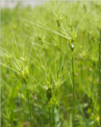 egilope-ovalemontagne-nature-randonnee-sentier-pedestre