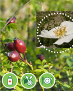eglantier-vigne-plantes-cultivees-sentier-botanic-fleurs-gard-ales-st-hilaire