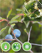 epine-noir-vigne-plantes-cultivees-sentier-botanic-fleurs-gard-ales-st-hilaire