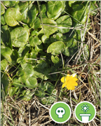 ficaire-fausse-renoncule-vigne-plantes-cultivees-sentier-botanic-fleurs-gard-ales-st-hilaire