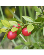 fragon-vigne-plantes-cultivees-sentier-botanic-fleurs-gard-ales-st-hilaire