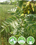 frene-feuille-etroite-vigne-plantes-cultivees-sentier-botanic-fleurs-gard-ales-st-hilaire