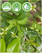 fusain.-vigne-plantes-cultivees-sentier-botanic-fleurs-gard-ales-st-hilairepng