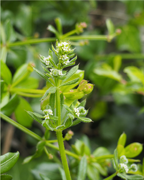 gaillet-gratteron-sentier-botanique-cevennes-fleurs-plantes-arbres-ales-nimes