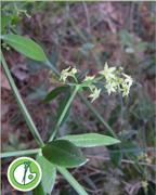 garance-sauvage-sentier-botanique-cevennes-fleurs-plantes-arbres-ales-nimes
