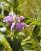 herbe-au-vent-shb-plantes-cultivees-sentier-botanic-fleurs-gard-ales-st-hilaire.png