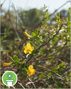 jasmin-ete-vigne-plantes-cultivees-sentier-botanic-fleurs-gard-ales-st-hilaire