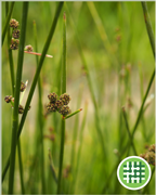 jonc-agglomere-vigne-plantes-cultivees-sentier-botanic-fleurs-gard-ales-st-hilaire