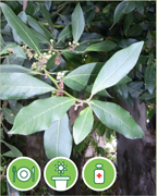 laurier-noble-vigne-plantes-cultivees-sentier-botanic-fleurs-gard-ales-st-hilaire