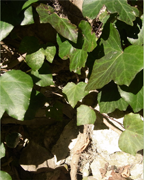 lierre-rampant-sentier-botanique-cevennes-fleurs-plantes-arbres-ales-nimes