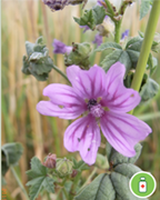 mauve-sylvestre-shb-plantes-cultivees-sentier-botanic-fleurs-gard-ales-st-hilaire.png.png