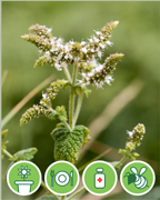 menthe-odorante-vigne-plantes-cultivees-sentier-botanic-fleurs-gard-ales-st-hilaire