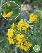millepertuis-perfore-shb-plantes-cultivees-sentier-botanic-fleurs-gard-ales-st-hilaire.png.png