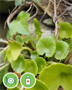 nombril-venus-sentier-botanique-cevennes-fleurs-plantes-arbres-ales-nimes