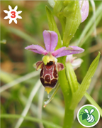 ophrys-becasse-montagne-nature-randonnee-sentier-pedestre