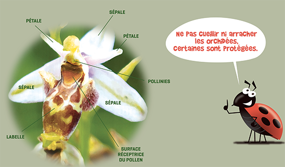 orchidees-gard-coccinelle