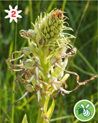 orchis-bouc-montagne-nature-randonnee-sentier-pedestre
