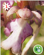 orchis-montagne-nature-randonnee-sentier-pedestre