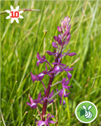 orchys-fleur-laches-montagne-nature-randonnee-sentier-pedestre