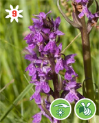 orchys-occitan-montagne-nature-randonnee-sentier-pedestre
