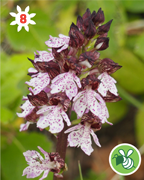orchys-pourpre-montagne-nature-randonnee-sentier-pedestre