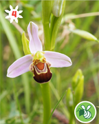 orphys-abeille-montagne-nature-randonnee-sentier-pedestre