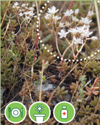orpin-blanc-sentier-botanique-cevennes-fleurs-plantes-arbres-ales-nimes