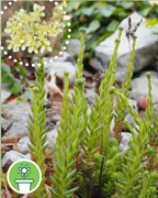 orpin-eleve-sentier-botanique-cevennes-fleurs-plantes-arbres-ales-nimes