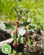 parietaire-judee-sentier-botanique-cevennes-fleurs-plantes-arbres-ales-nimes